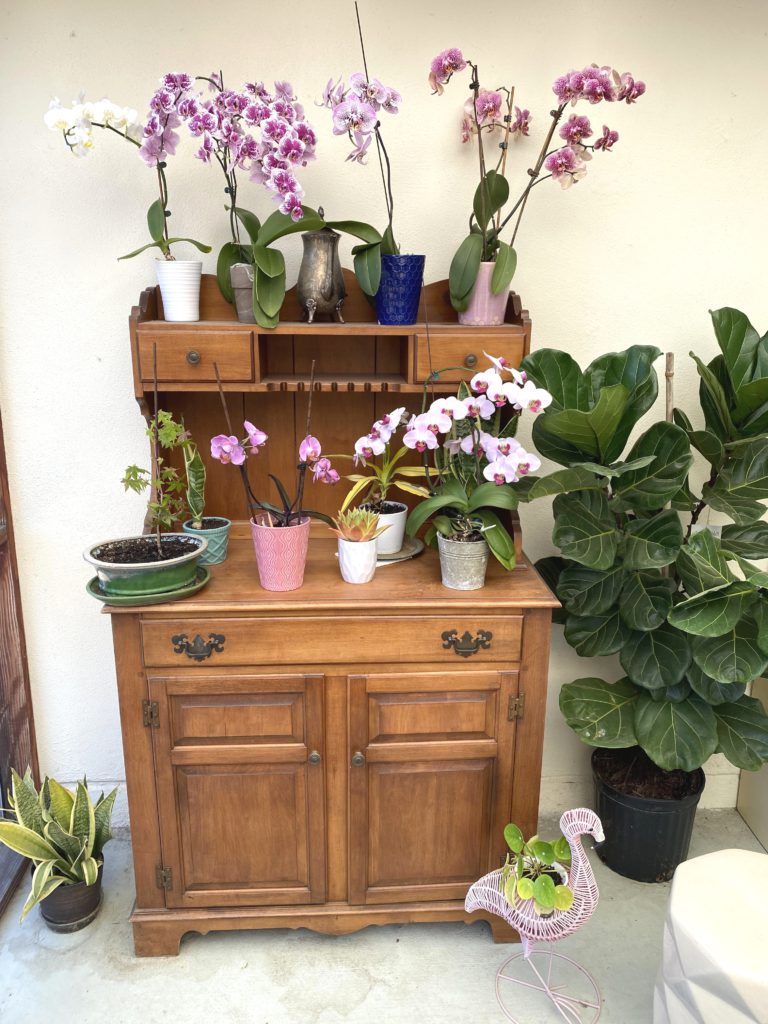 Спасенные орхидеи украшают сад