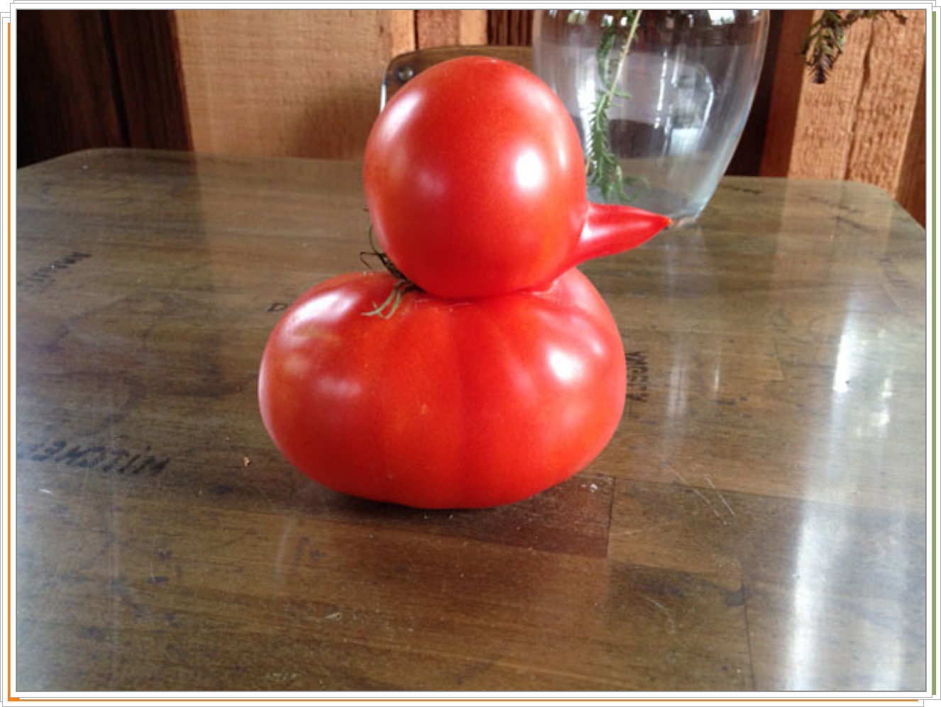 Смешной помидор. Овощи необычной формы. Странный помидор. Томаты необычной формы.